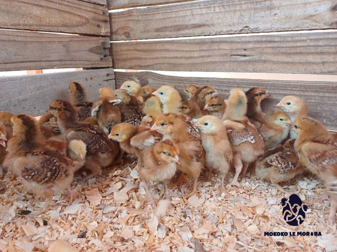 Rhode Island Red Chicks