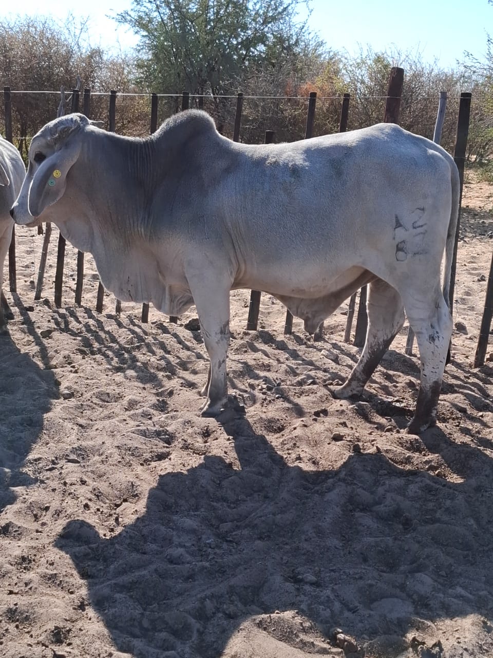 White Brahman