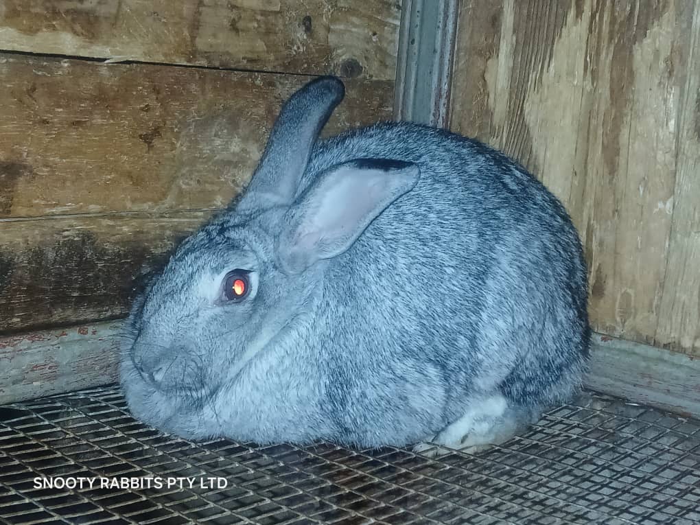 Angora