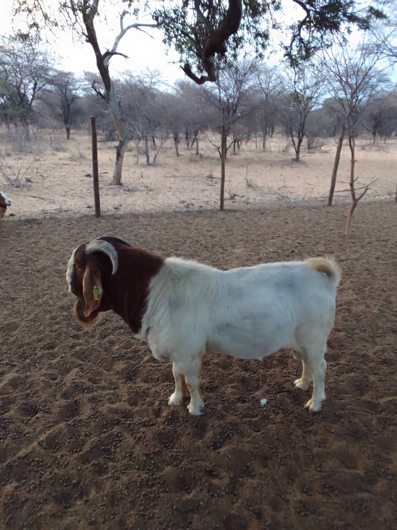 Boer Goat