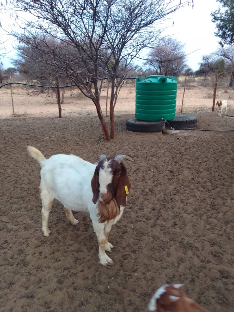 Boer Goat