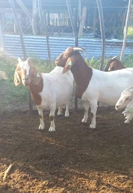 Boer Goat