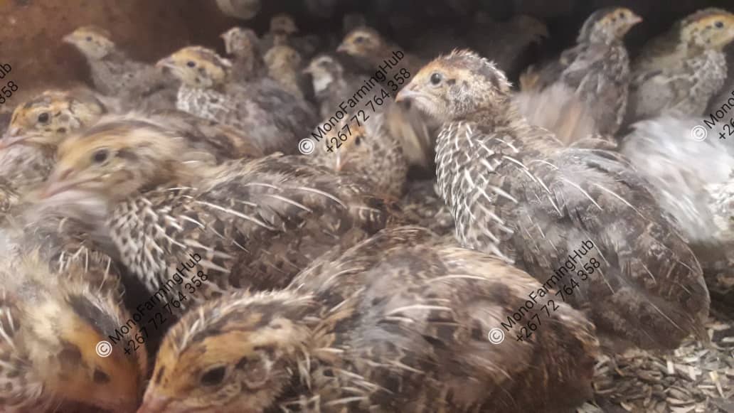 Guinea_Chicks