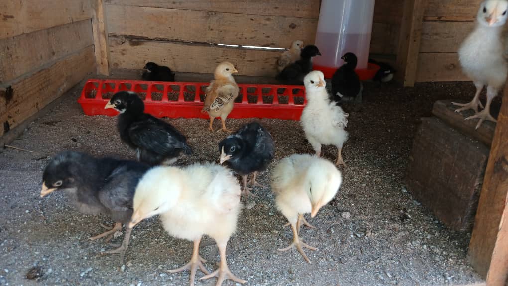 Kuroiler Chicks