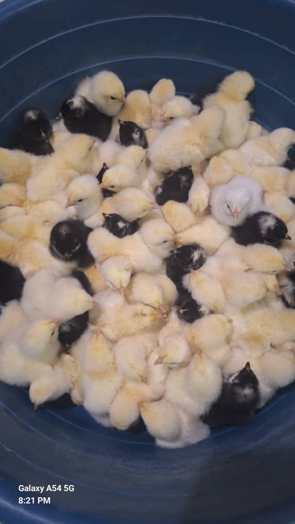 Potch Koekoe Chicks