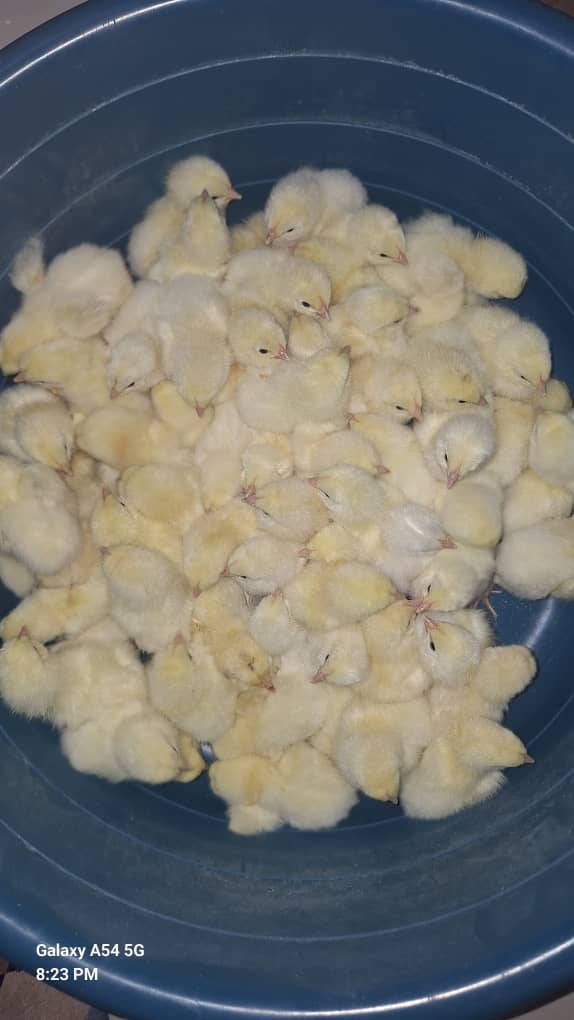 Light Sussex Chicks