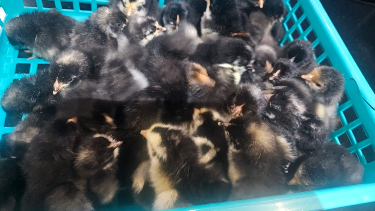 Potch Koekoe Chicks