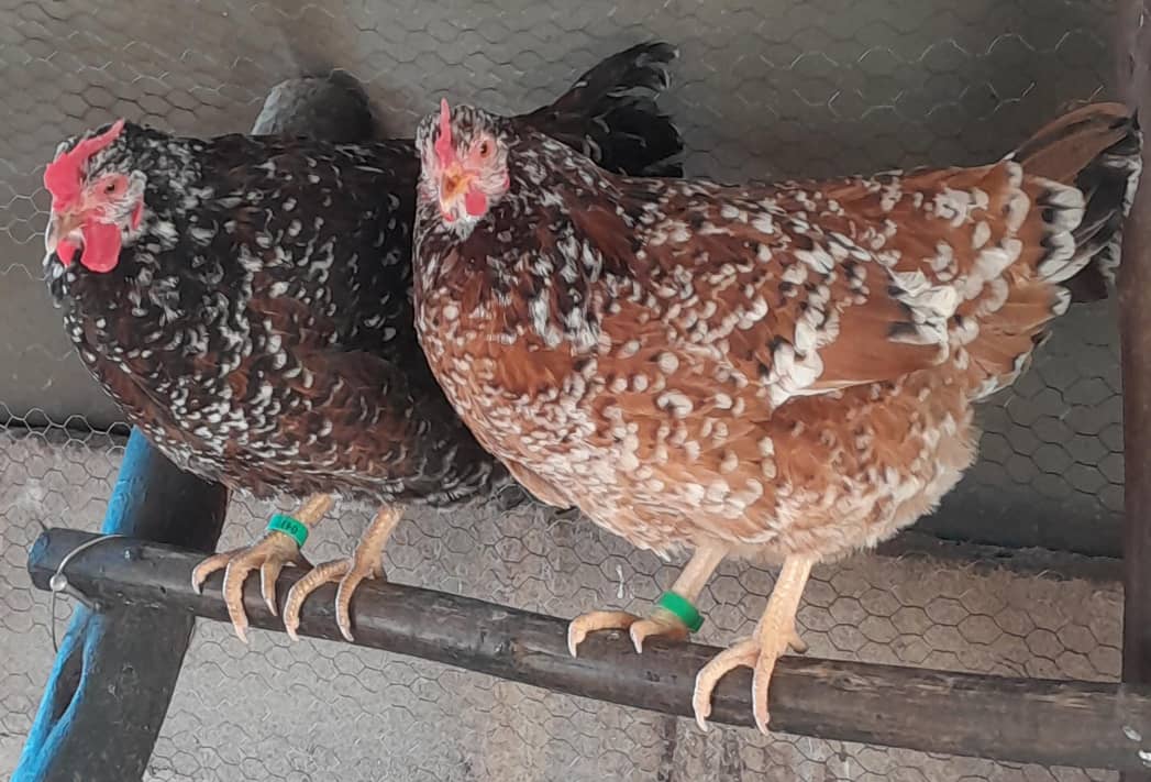 Boschveld Chicks