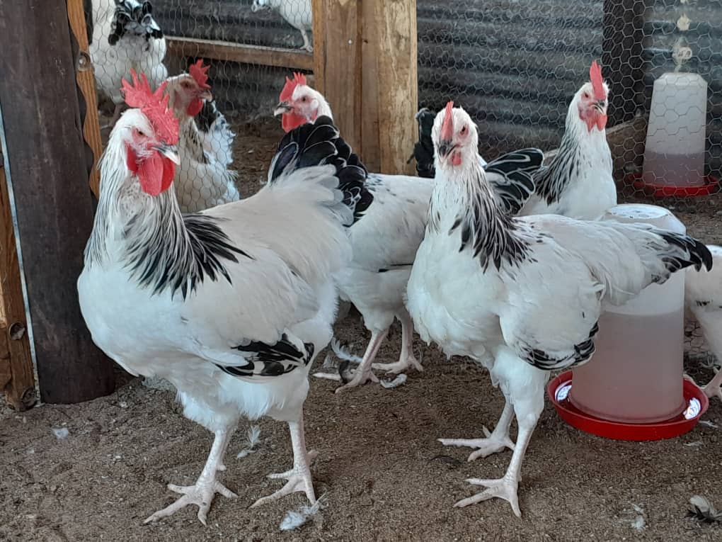 Light Sussex Chicks