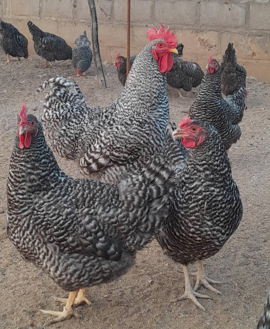 Potch Koekoe Chicks
