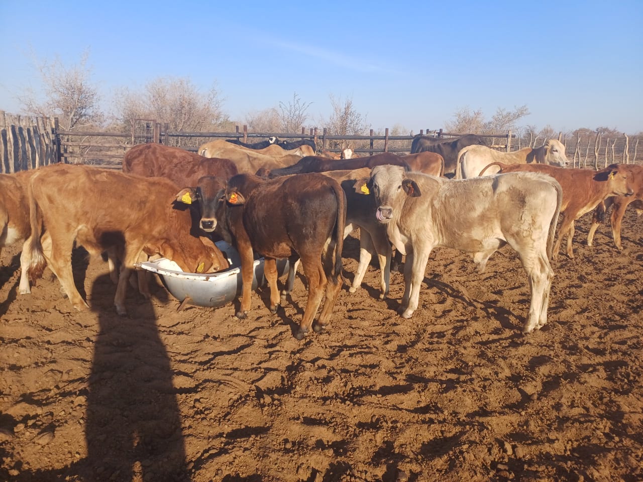 Tswana Cattle