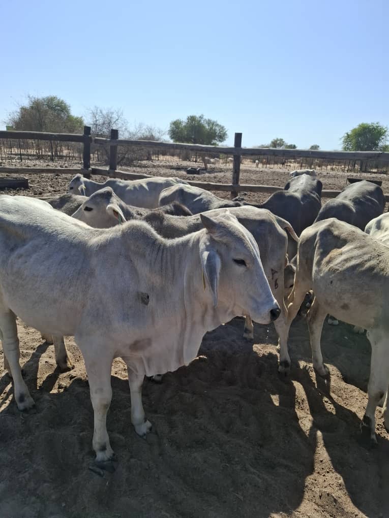 White Brahman