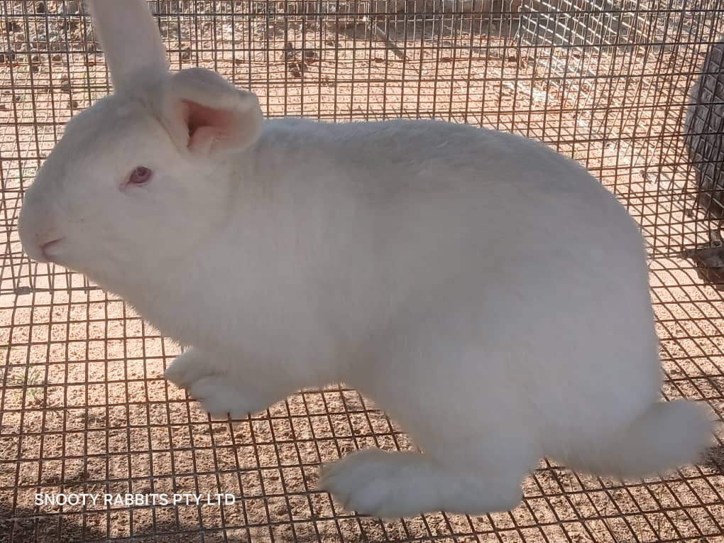 New Zealand white